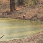 Bandhavgarh National Park ponds Bandhavgarh Safari Wildlife
