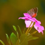 Red Pierrot Butterfly and Madagascar Periwinkle Red Pierrot Butterfly and Madagascar Periwinkle