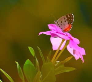 Red Pierrot Butterfly and Madagascar Periwinkle