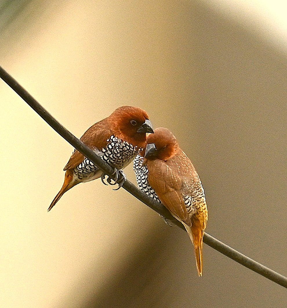 Forest flora and flowers — Floral Colors TravelOnTales India