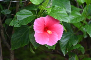 Hibiscus Flower