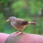 The Jungle Babbler The Jungle Babbler