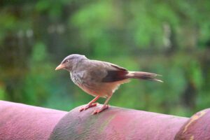 The Jungle Babbler