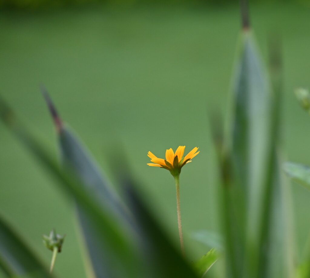 Yellow Daisy Flower: The Sunshine Bloom of Nature