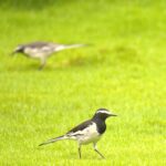 The White Wagtail The White Wagtail