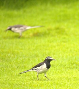 The White Wagtail