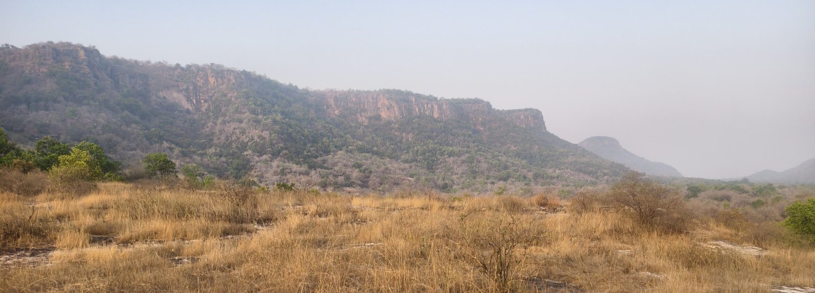 Sal forest and grassland habitat at Bandhavgarh National Park