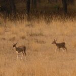 Spotted deer in Indian forest during wildlife safari Spotted deer in Indian forest during wildlife safari
