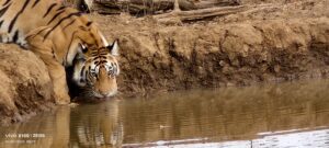 Tiger drinking water in panna forest