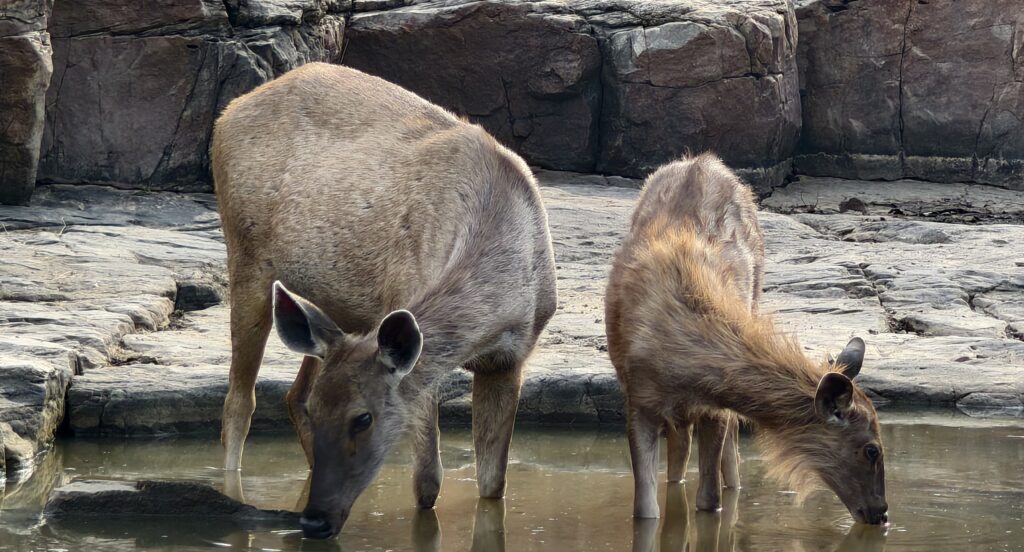 Sambar Deer