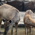 IMG_20240408_162657 Sambar Deer