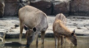 Sambar Deer