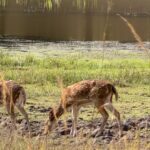 IMG_20250419_161452 Graceful Deer