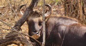 Indian Gaur, Bos gaurus, Indian Bison, Wildlife of India, Endangered Species, Forest Conservation, Safari Photography, Gentle Giant