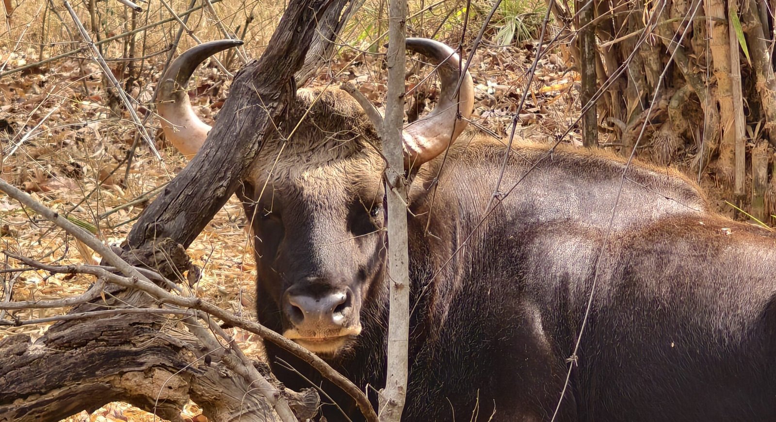 Indian Gaur bull Bos gaurus Bandhavgarh National Park Madhya Pradesh wildlife photography Prashant S. Gupta TravelOnTales