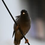 The Jungle Myna The Jungle Myna