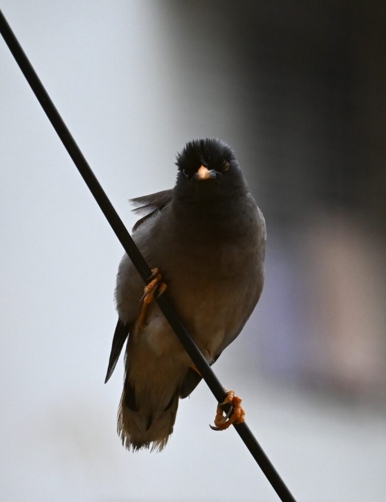 The Jungle Myna