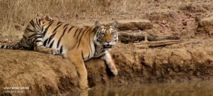 Tiger at panna forest