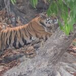 Tiger marking at Bandhavgarh National Park Tiger Territory Marking in Bandhavgarh Safari