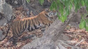 Tiger Territory Marking in Bandhavgarh Safari