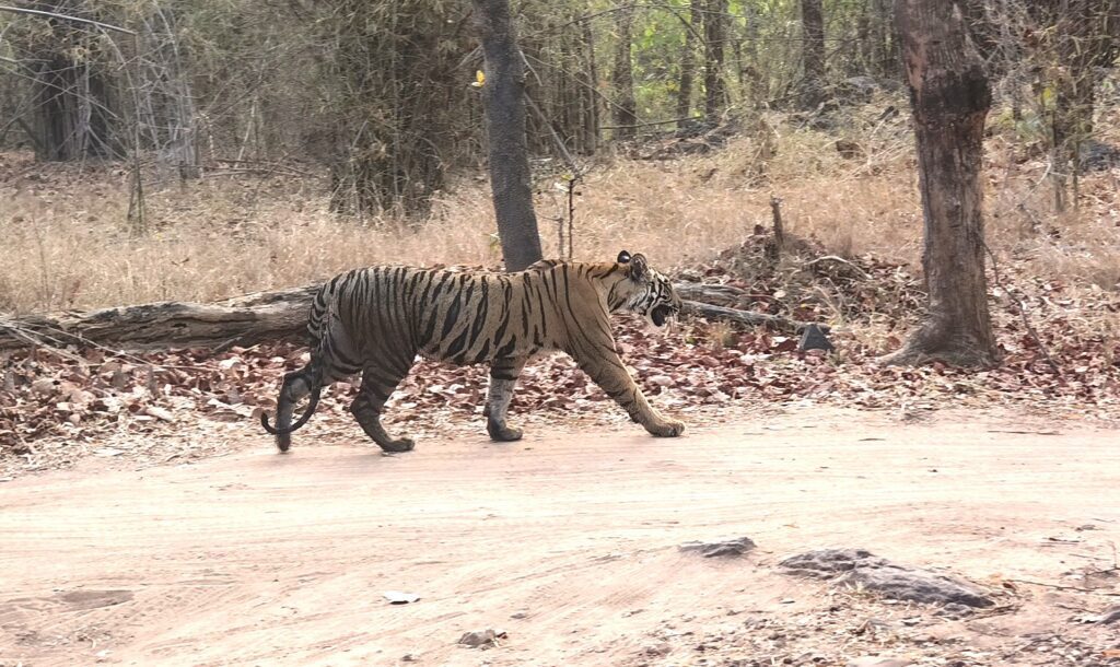 Tiger walk Bandhavgarh National Park