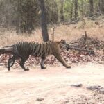 Tiger walk Bandhavgarh National Park Tiger walk Bandhavgarh National Park