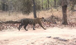 Tiger walk Bandhavgarh National Park