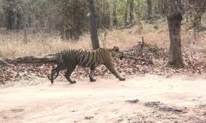 Bandhavgarh Tiger Safari: Tigers, 2 Days — Field Guide
