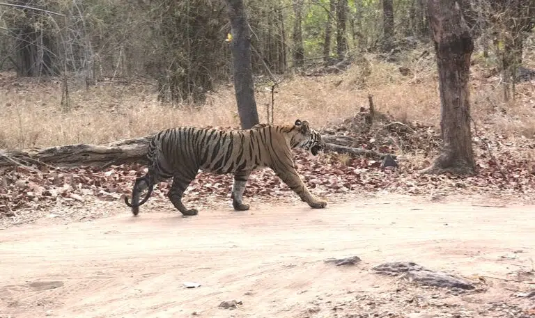 Tiger walk Bandhavgarh National Park