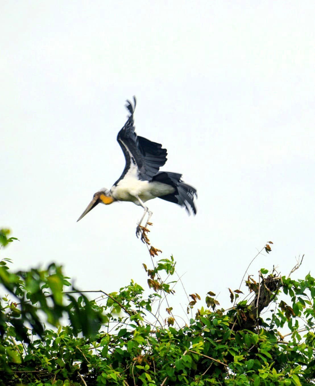 The Lesser Adjutant Stork of Tadoba – A Rare Giant of the Skies