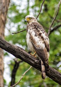 Changeable Hawk-Eagle perched on a branch at Tadoba National Park