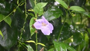 Close-up of a Bengal Clockvine purple flower with raindrops on petals, surrounded by green leaves.