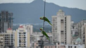“Two rose-ringed parakeets perched on a wire with Indian city buildings and mountains in the background.”