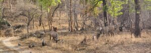 Deer and Monkey Friendship: A Bond of Survival in Panna National Park