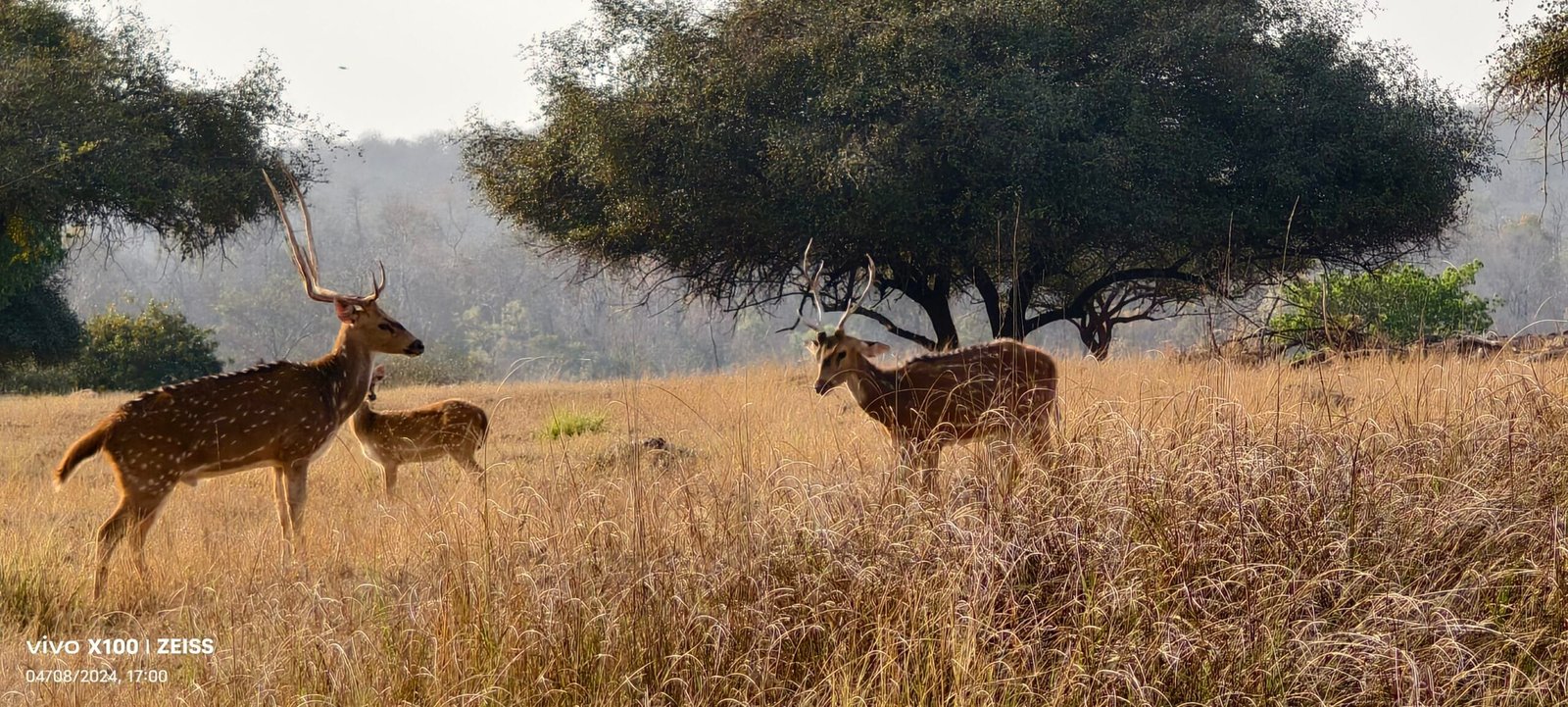 Herd of deer during Panna National Park safari