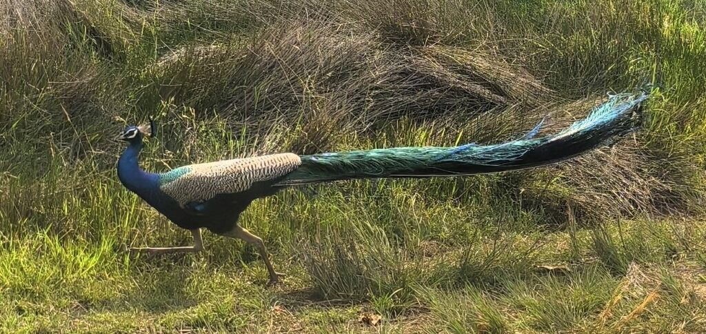  Indian Peafowl (Pavo cristatus)