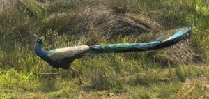 Indian Peacock