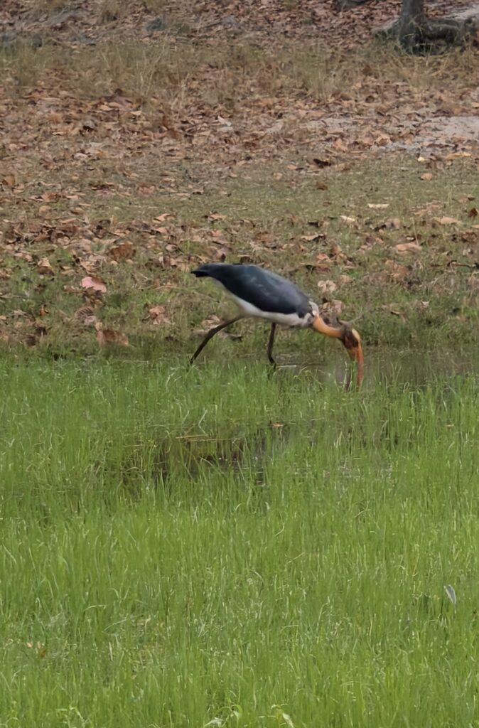 Lesser Adjutant Stork Feeding in Panna National Park