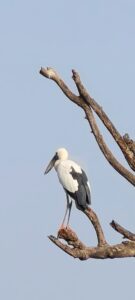 Asian Openbill Stork at Tadoba