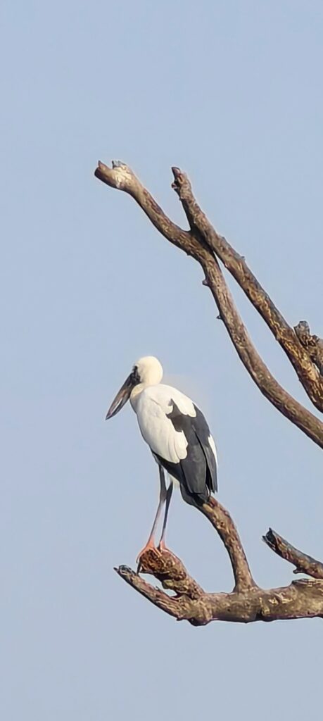 Asian Openbill Stork at Tadoba: A Silent Sentinel in the Skies