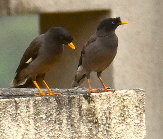Wildlife photography India