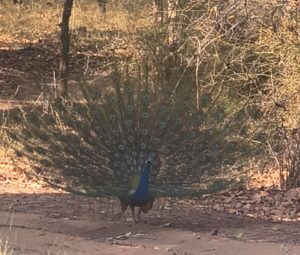 Peacock in Bandhavgarh Forest