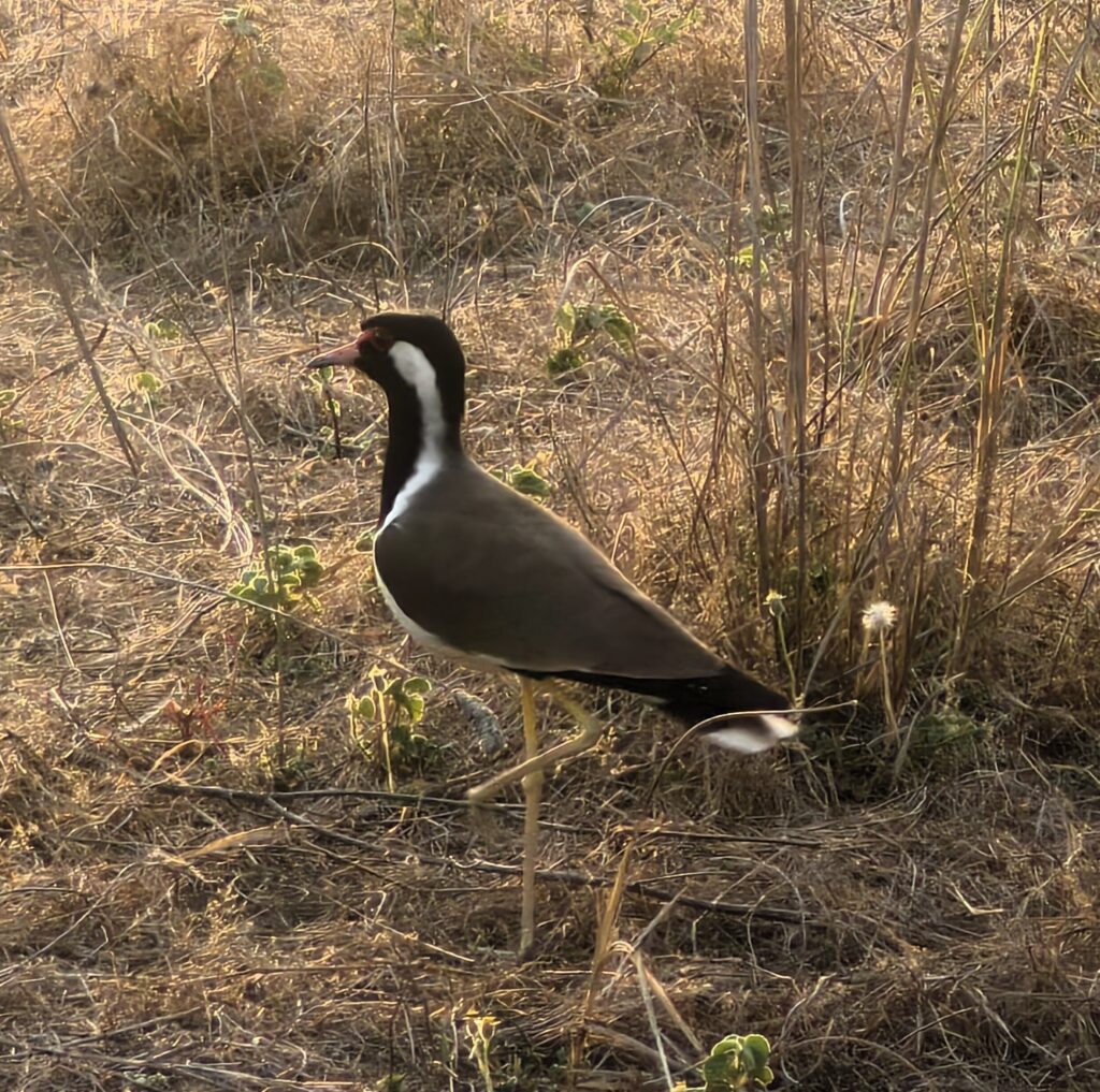 Red-wattled Lapwing (Vanellus indicus)