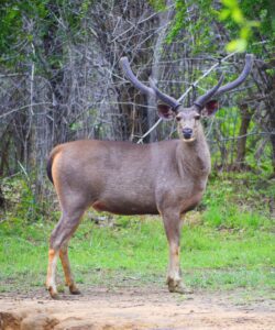 Sambar deer with large antlers standing alert in Tadoba National Park