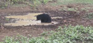 Sloth Bear in Tadoba Andhari
