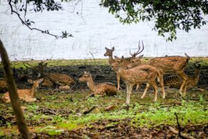 Spotted Deer in Tadoba – The Graceful Chital by the Lake