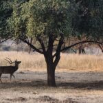 Spotted deer at panna forest Spotted Deer in Panna Tiger Reserve