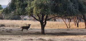 Spotted Deer in Panna Tiger Reserve