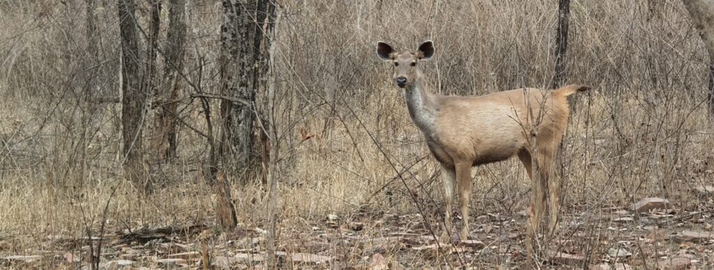 Sambar Deer in Panna National Park