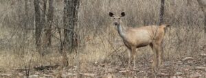 Sambar Deer in Panna National Park